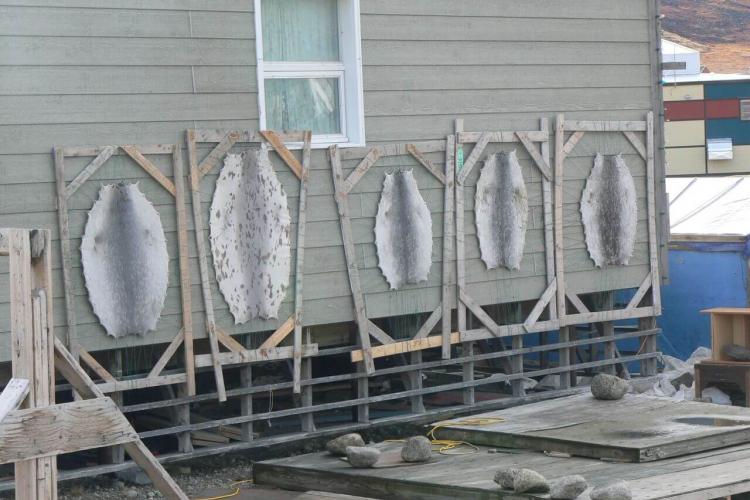 Pelts drying on racks